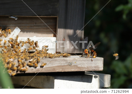 Fighting giant hornet and bee 71262994