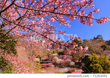 Atami Plum Garden: View of Kawazu cherry blossoms and plum garden 71263042