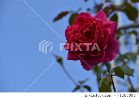 秋天的紅玫瑰,映襯在藍天下 秋天的紅玫瑰,映襯在藍天下 71263098