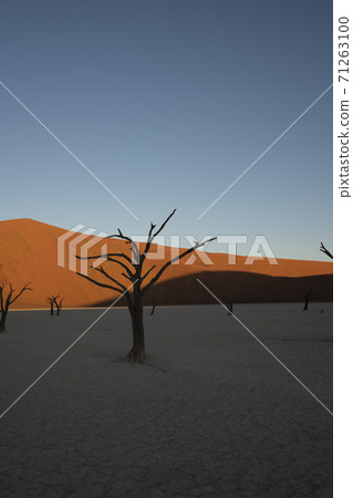 Dead camelthorn trees sitting in a salt pan in Deadvlie 71263100