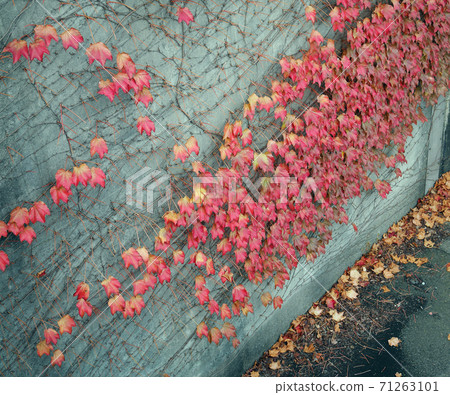 秋葉掛在牆上 秋葉掛在牆上 71263101