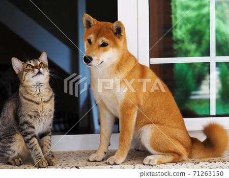 Shiba Inu puppy and his friend striped kitten 71263150