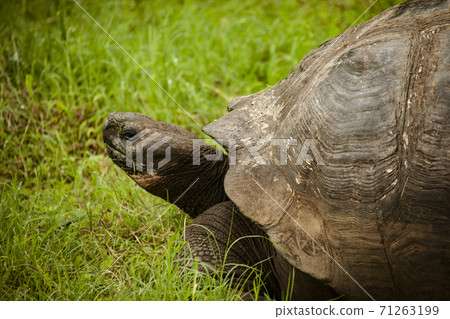 Galapagos Tortoise Profile Galapagos Tortoise Profile 71263199