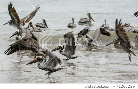Brown pelicans sit in ocean in shallow water, or take flight 71263259
