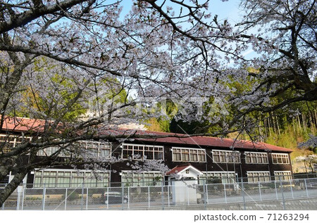 Wooden school building and cherry blossoms Wooden school building and cherry blossoms 71263294