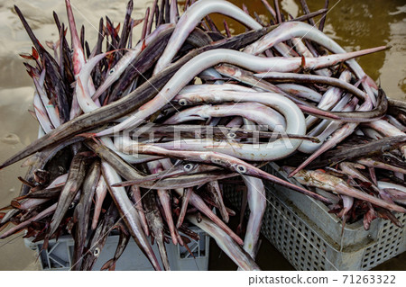 Needle nose garfish freshly caught 71263322