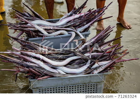Needle nose garfish freshly caught Needle nose garfish freshly caught 71263324