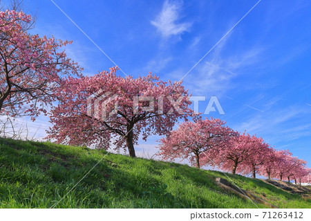 Saitama Family Sakado City Sumiyoshi Sakura Embankment Kawazu Sakura 71263412