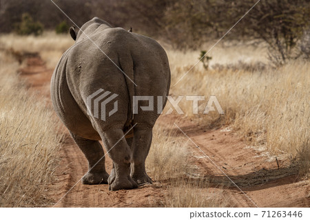 Single white rhinoceros stands on a dirt road 71263446