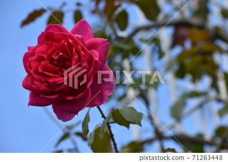 Autumn red roses blooming against the blue sky 71263448