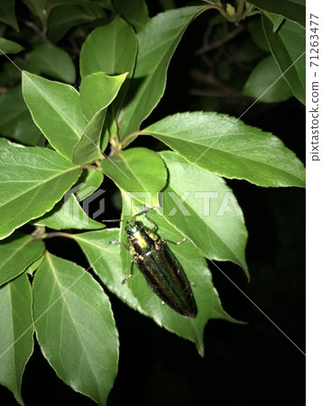 Jewel beetle resting on the leaves 71263477