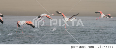 Flamingos in flight over a salt marsh Flamingos in flight over a salt marsh 71263555