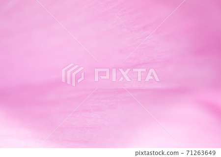 背景素材 白色x粉紅色（花瓣）照片素材 71263649