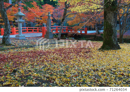 Koyasan Oku-no-in, autumn leaves around Heiwabashi, fallen leaves, Koyasan, Wakayama Prefecture 71264034