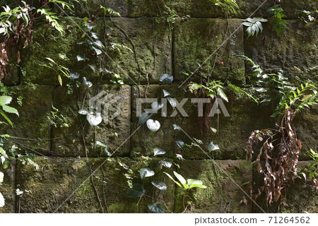 <Kanagawa> The wall surface of the fortress remains on the uninhabited island "Sarushima" in Tokyo Bay <Kanagawa> The wall surface of the fortress remains on the uninhabited island "Sarushima" in Tokyo Bay 71264562