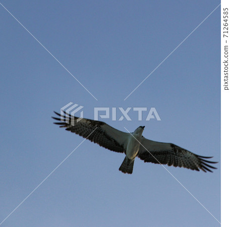 Caribbean seagull fly freely at the sky 71264585