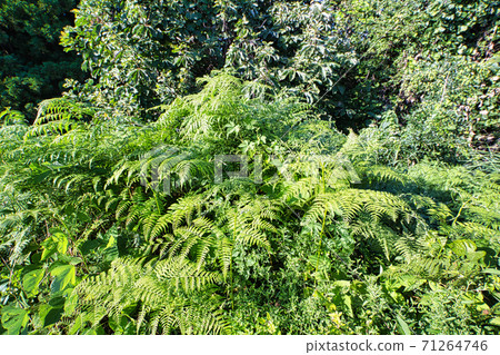 富山縣魚津市山區蕨類植物 富山縣魚津市山區蕨類植物 71264746