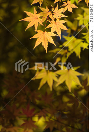 Autumn leaves of Tamonin (Saitama Prefecture) 71264848