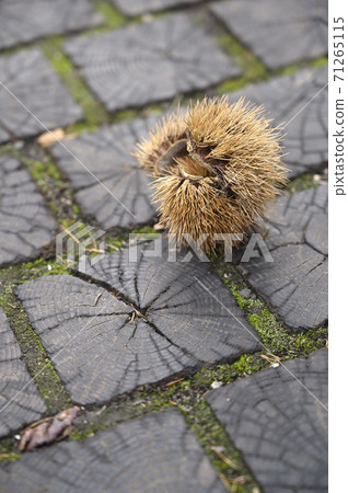 Shinshu Kobuse（小板栗直徑） 71265115