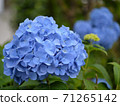 Rain hydrangea 71265142