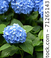 Rain hydrangea 71265143