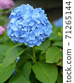 Rain hydrangea 71265144