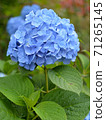 Rain hydrangea 71265145