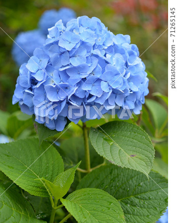 Rain hydrangea Rain hydrangea 71265145