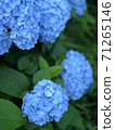 Rain hydrangea 71265146