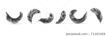 Black feathers. Realistic bird swan or goose silhouettes, fluffy 3D soft empennage, weightless plume in different angles, symbol of lightness element for design isolated vector set 71265408