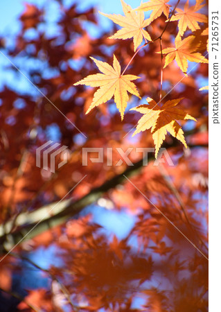 Autumn leaves of Tamonin (Saitama Prefecture) 71265731