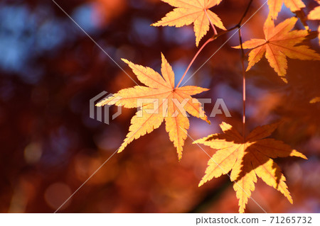 他摩寧的秋葉（Sa玉縣） 71265732