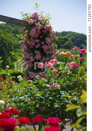 花節日公園玫瑰漫步 花節日公園玫瑰漫步 71265760