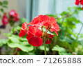 紅色的花 71265888