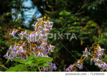 Lilac blooming Paulownia tomentosa tree (princess tree, empress tree, or foxglove-tree) Lilac blooming Paulownia tomentosa tree (princess tree, empress tree, or foxglove-tree) 71266080