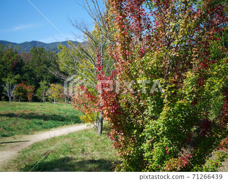 Autumn leaves have begun to turn red Autumn leaves have begun to turn red 71266439