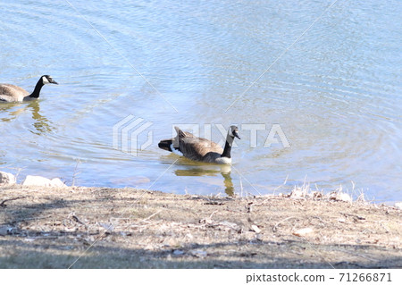 Wild Goose playing in the Ta-Ha-Zouka Park Wild Goose playing in the Ta-Ha-Zouka Park 71266871
