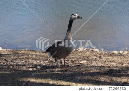 Wild Goose playing in the Ta-Ha-Zouka Park Wild Goose playing in the Ta-Ha-Zouka Park 71266880