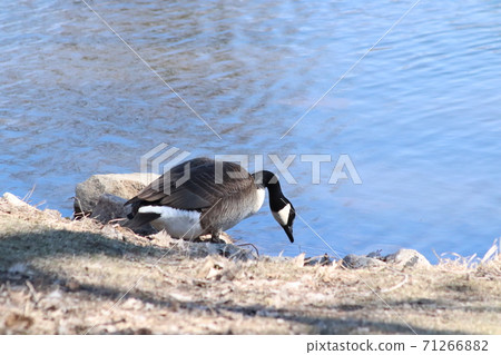 Wild Goose playing in the Ta-Ha-Zouka Park Wild Goose playing in the Ta-Ha-Zouka Park 71266882