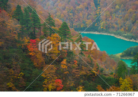 秋葉和二tam湖 秋葉和二tam湖 71266967