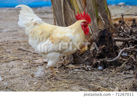 The beatong hen in farm at thailand 71267011