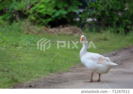 White female goose is stay in nature farm garden at thailand White female goose is stay in nature farm garden at thailand 71267012