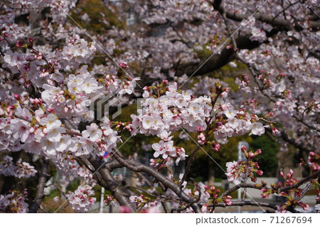 櫻花和芽(照片位置:東京都町田市恩田川市) 櫻花和芽(照片位置:東京都町田市恩田川市) 71267694