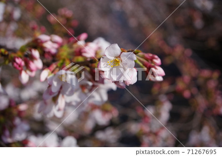 櫻花(照片位置:東京都町田市恩田川市) 櫻花(照片位置:東京都町田市恩田川市) 71267695