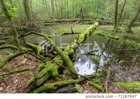 Deciduous stand rain after in summer Deciduous stand rain after in summer 71267697