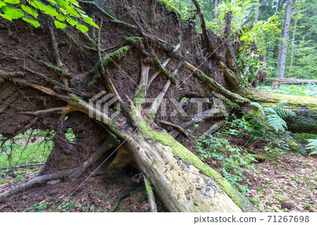 Wind fall over huge spruce tree in summer Wind fall over huge spruce tree in summer 71267698