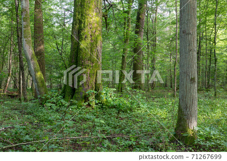 Natural mixed stand of Bialowieza Forest Natural mixed stand of Bialowieza Forest 71267699