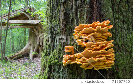 Old giant Sulphur Shelf Old giant Sulphur Shelf 71267700