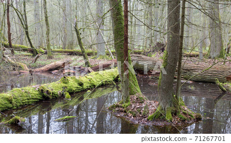 Springtime wet mixed forest with standing water Springtime wet mixed forest with standing water 71267701