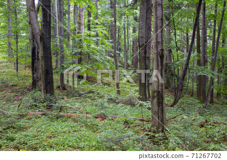 Natural mixed stand of Bieszczady Mountain region Natural mixed stand of Bieszczady Mountain region 71267702